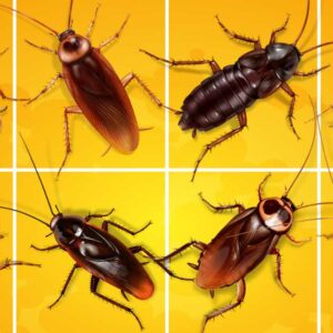 9 Types of Cockroaches: Which Ones Might You Find in Your House?