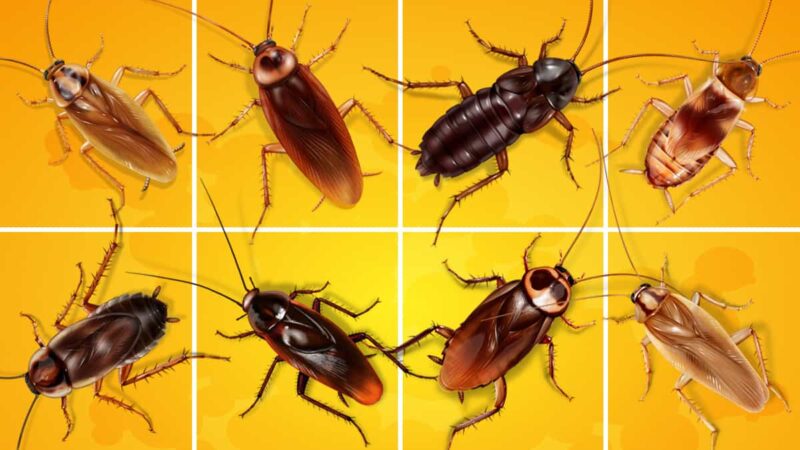9 Types of Cockroaches: Which Ones Might You Find in Your House?